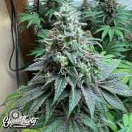 Eleven Thirty Genetics Double Scoop Auto