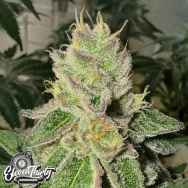 Eleven Thirty Genetics Garlic Budder Auto