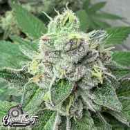 Eleven Thirty Genetics Garlic Budder