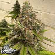 Eleven Thirty Genetics Habanero OG