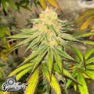 Eleven Thirty Genetics Habanero OG Auto