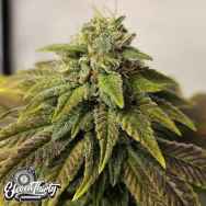 Eleven Thirty Genetics Highlighterz Auto