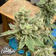 Eleven Thirty Genetics Kerosene Cookies