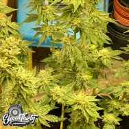 Eleven Thirty Genetics Kerosene Cookies Auto