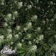 Eleven Thirty Genetics Lung Ztrikez