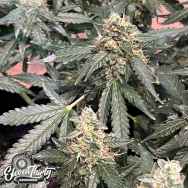 Eleven Thirty Genetics Lung Ztrikez Auto