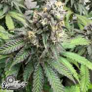 Eleven Thirty Genetics Nana Budder