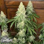 Eleven Thirty Genetics Nana Budder Auto