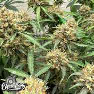 Eleven Thirty Genetics One Eyed Resin Chucker