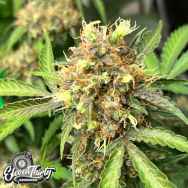 Eleven Thirty Genetics One Eyed Resin Chucker Auto