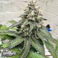 Eleven Thirty Genetics Papaya Krush