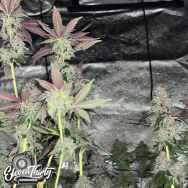 Eleven Thirty Genetics Papaya Krush Auto