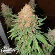 Eleven Thirty Genetics Purple Fun Dip