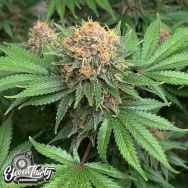 Eleven Thirty Genetics Purple Fun Dip Auto