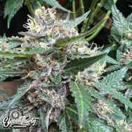 Eleven Thirty Genetics Rainbow Chip