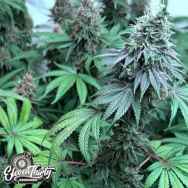 Eleven Thirty Genetics Swamp Fumez