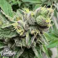 Eleven Thirty Genetics Swamp Fumez Auto