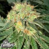 Eleven Thirty Genetics Toad Venom Auto