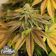 Eleven Thirty Genetics Zerbert