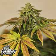 Eleven Thirty Genetics Highlighterz