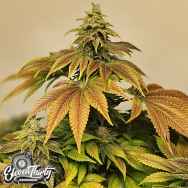 Eleven Thirty Genetics Zerbert Auto