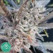 Emerald Mountain Seeds Mandlebrots Original Royal Kush