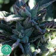 Emerald Mountain Seeds Royal Wedding