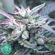 Emerald Mountain Seeds Queens Black Lime Pie