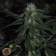 Emerald Triangle Seeds Banana Mass