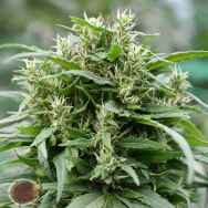 Emerald Triangle Seeds Blueberry Gelato