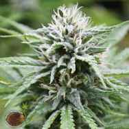 Emerald Triangle Seeds Candyland