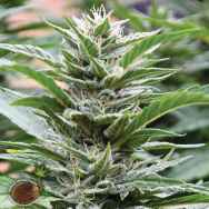 Emerald Triangle Seeds Cookies x 707 Headband