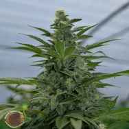 Emerald Triangle Seeds Critical Strawberry Banana