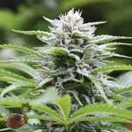 Emerald Triangle Seeds Kushhead 707