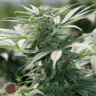 Emerald Triangle Seeds Morning Star
