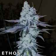 Ethos Genetics Seeds All The Sauces R1