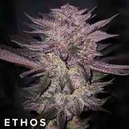 Ethos Genetics Seeds Atomic Fuego R1