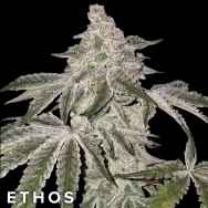 Ethos Genetics Seeds Atomic Leisure R1
