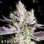 Ethos Genetics Seeds Booberry Cookies RBX