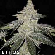 Ethos Genetics Seeds Chama R1