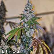 Ethos Genetics Seeds Cherry Pie OG S1