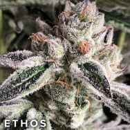 Ethos Genetics Seeds Crescendo RBX1