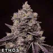 Ethos Genetics Seeds Fanta Sea RBX