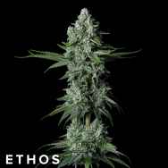 Ethos Genetics Seeds Grandpas Stash R2