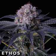 Ethos Genetics Seeds Grape Balls of Fire RBx