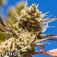 Ethos Genetics Seeds Lemon Berry Candy R2
