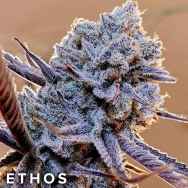 Ethos Genetics Lilac Diesel RBX2