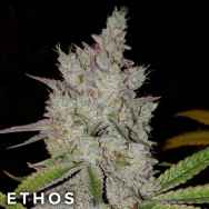 Ethos Genetics Seeds Lilac Diesel RBX2 AUTO