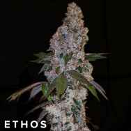 Ethos Genetics Seeds Liquer R1