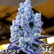 Ethos Genetics Seeds Mandarin Cookies V2